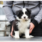 Border Collie – щенки