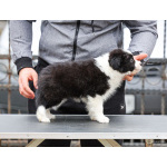 Border Collie – щенки