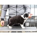 Border Collie – щенки