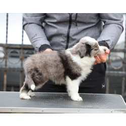 Border Collie – щенки