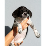 Пять маленьких сердец ищут дом.