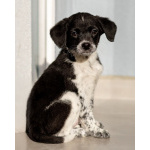 Пять маленьких сердец ищут дом.