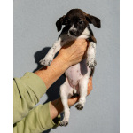 Пять маленьких сердец ищут дом.