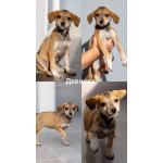 Пять маленьких сердец ищут дом.