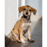 Пять маленьких сердец ищут дом.