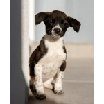 Пять маленьких сердец ищут дом.