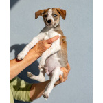 Пять маленьких сердец ищут дом.