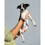 Пять маленьких сердец ищут дом.