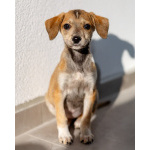 Пять маленьких сердец ищут дом.