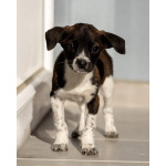 Пять маленьких сердец ищут дом.