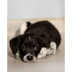 Пять маленьких сердец ищут дом.