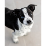 Пять маленьких сердец ищут дом.