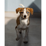 Пять маленьких сердец ищут дом.