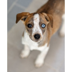 Пять маленьких сердец ищут дом.