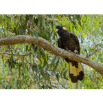 Желтохвостый черный какаду (Zanda funerea) птенцы выкормыши из питомника