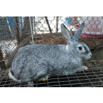 Кролики мясных пород