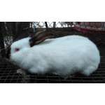 Кролики мясных пород