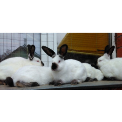 Кролики мясных пород