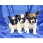 Щенки папийона