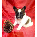 Щенки папийона