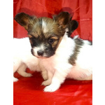 Щенки папийона