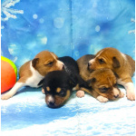 Щенки басенджи