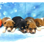 Щенки басенджи