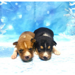 Щенки басенджи