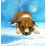 Щенки басенджи