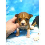 Щенки басенджи