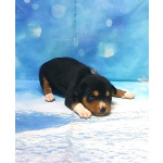 Щенки басенджи