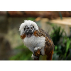 Эдипов тамарин