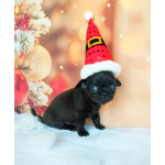 Щенки Чихуахуа