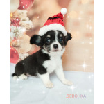 Щенки Чихуахуа