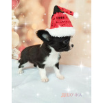 Щенки Чихуахуа