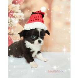 Щенки Чихуахуа