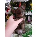 Шоколадная девочка чихуахуа с документами.