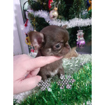 Шоколадная девочка чихуахуа с документами.