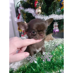 Шоколадная девочка чихуахуа с документами.