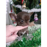 Шоколадная девочка чихуахуа с документами.