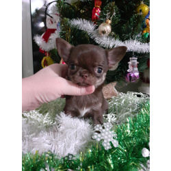 Шоколадная девочка чихуахуа с документами.