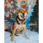 Толстушка ждёт родителей!