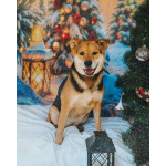 Толстушка ждёт родителей!