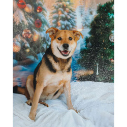 Толстушка ждёт родителей!