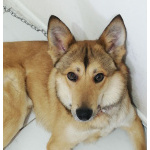 Джек ищет свой дом