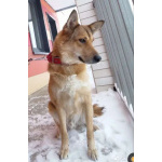 Джек ищет свой дом