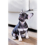 Щенки французского бульдога в наличии