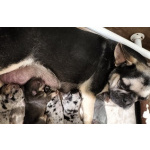 Щенки французского бульдога в наличии