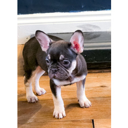 Щенки французского бульдога в наличии