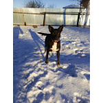 Марси чудесная собака-компаньон ищет дом!